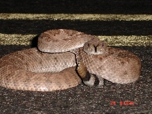 Crotalus atrox