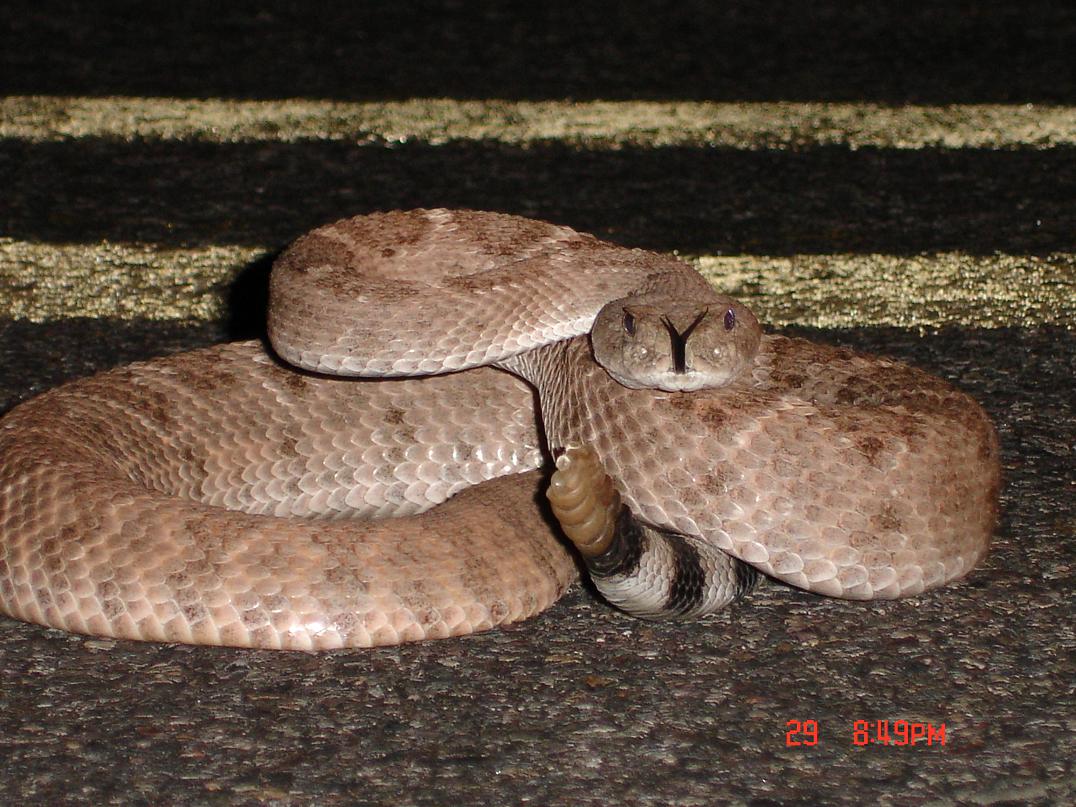 Crotalus atrox