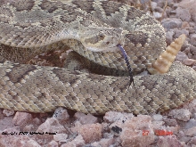 Crotalus scutulatus