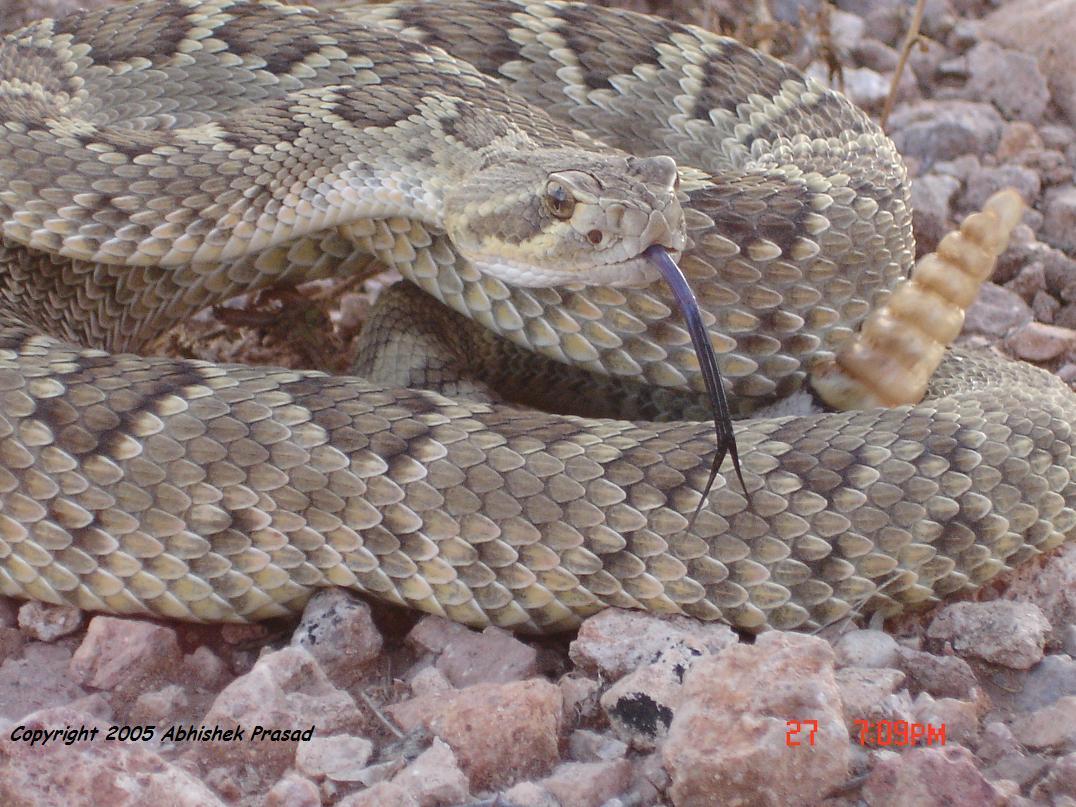 Crotalus scutulatus