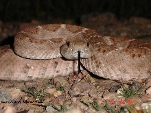 Crotalus atrox