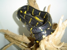 Boiga dendrophila