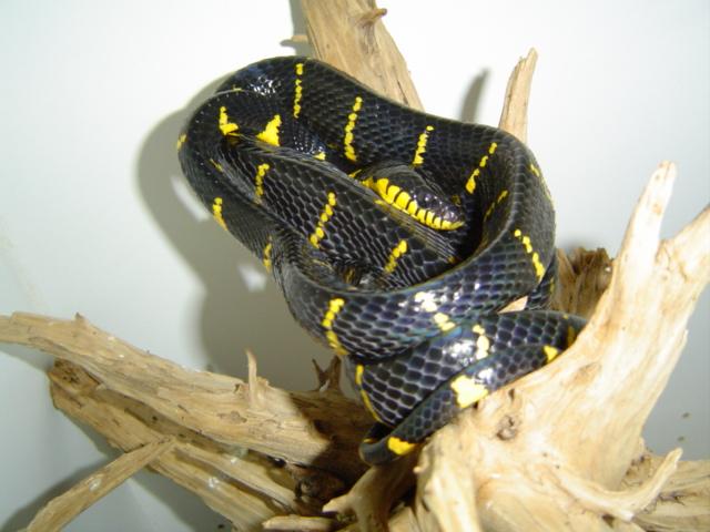 Boiga dendrophila