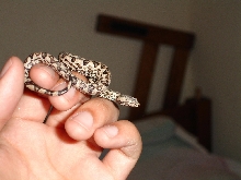 C. c. paulsoni male