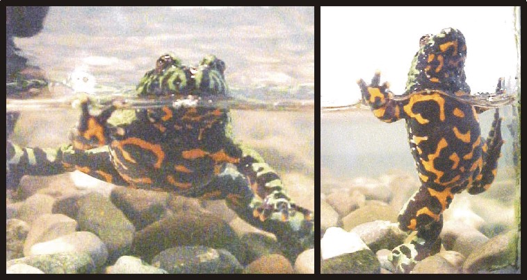 Fire Belly Toad