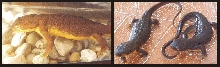 Oregon Newts