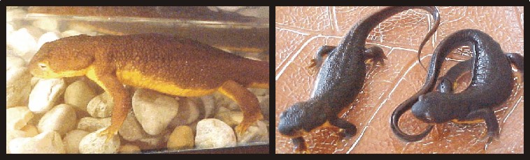 Oregon Newts