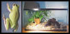 Tree Frog and tank