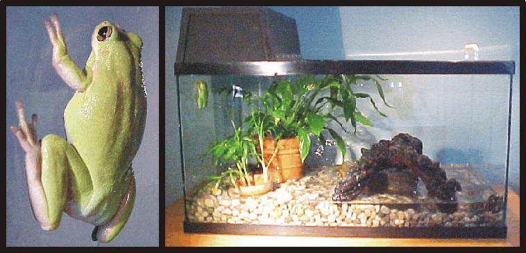 Tree Frog and tank