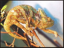 Veiled Chemeleon, male