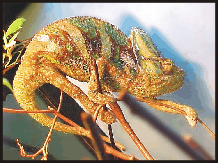 Veiled Chemeleon, male
