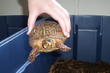 turtle1pic1
