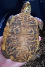 turtle1pic2