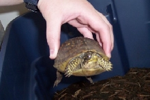 turtle2pic1
