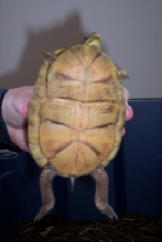 turtle2pic2