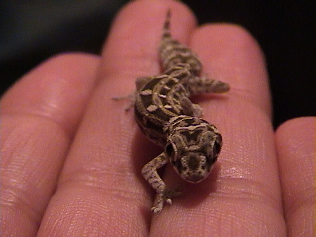 Viper gecko