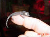 Tokay 1 day old