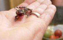 Fiesty Hatchling