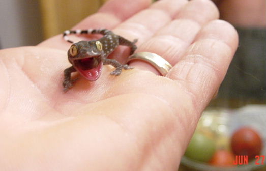 Fiesty Hatchling