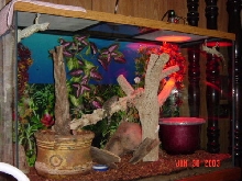 Tokay Setup