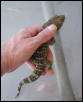 Reba, Female Tokay