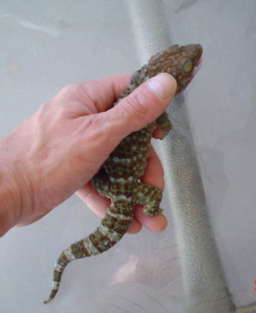 Reba, Female Tokay