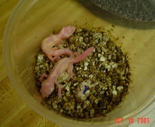 Final eggs hatch