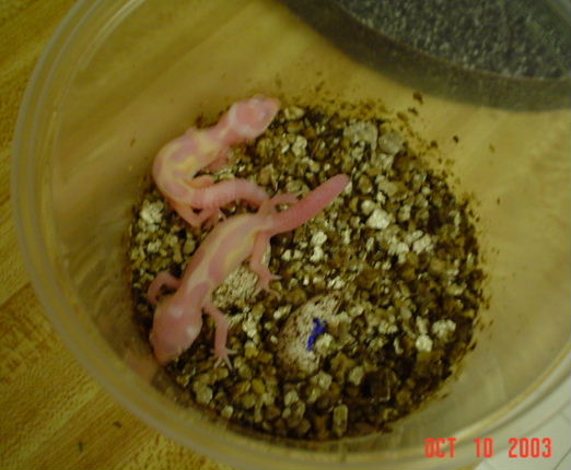 Final eggs hatch