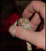 Tokay