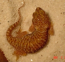 Stenoductylus Petrii