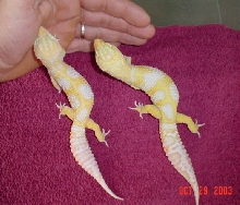 Albino Jungles 2