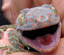 Tokay close up
