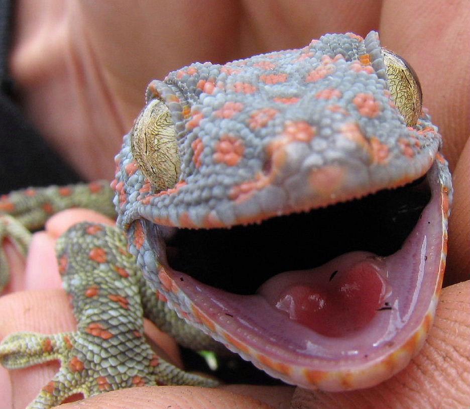 Tokay close up
