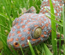 Tokay close up 2