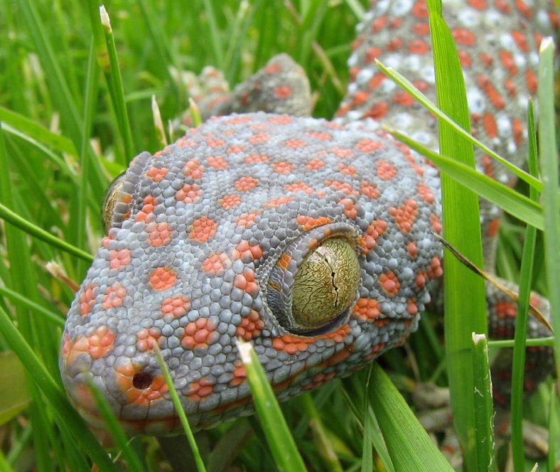 Tokay close up 2
