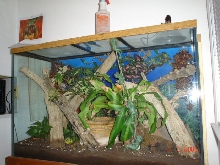 Tokay Tank