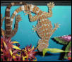 Gravid Tokay