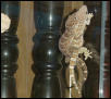 Tokay Breeding