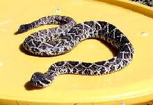 First snake of 2006