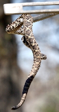 Rattler on tongs