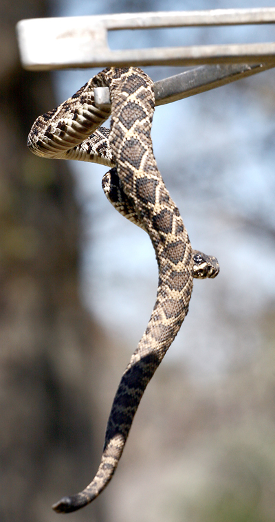 Rattler on tongs