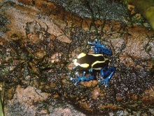 Cobalt