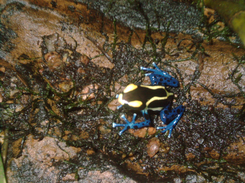 Cobalt