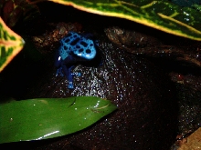 male#2