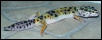 fattail1?