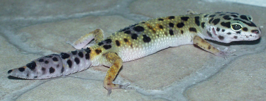 fattail1?
