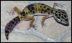 fattail2?