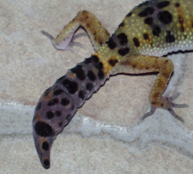 fat tail4?