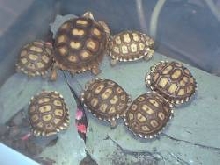sulcatas