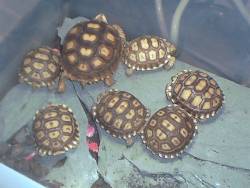 sulcatas